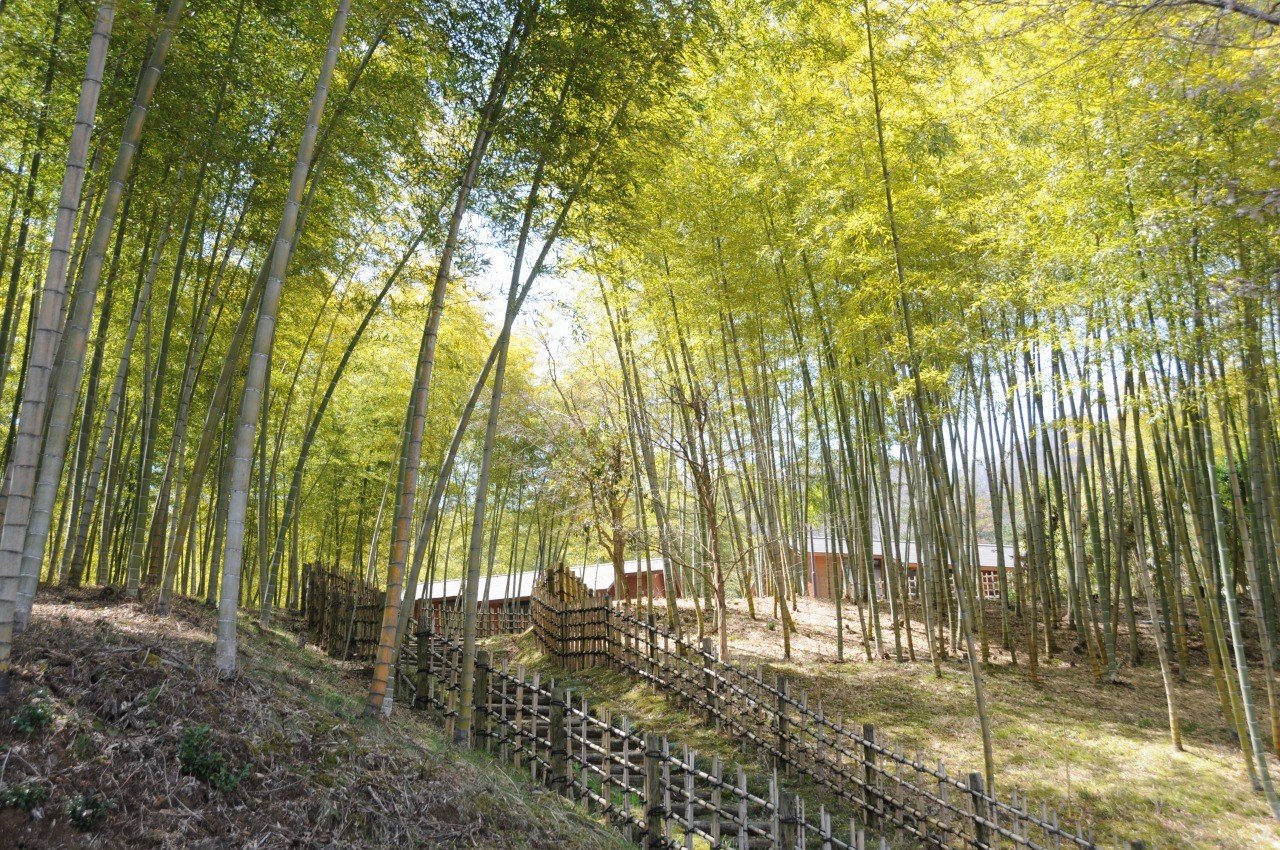 船岡竹林.jpg